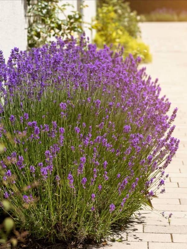 Lavender flower Bushes Growing along Road or Pavement in Yard or Garden. Purple Lavender in Landscape design of Garden.