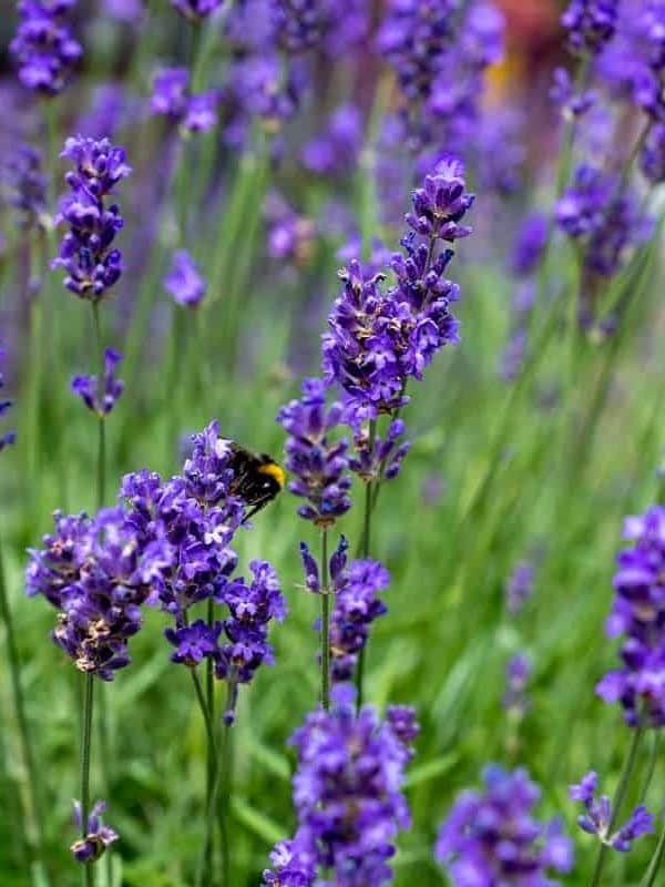 Lavender in full bloom with its beautiful purple color loved by bees and other insects