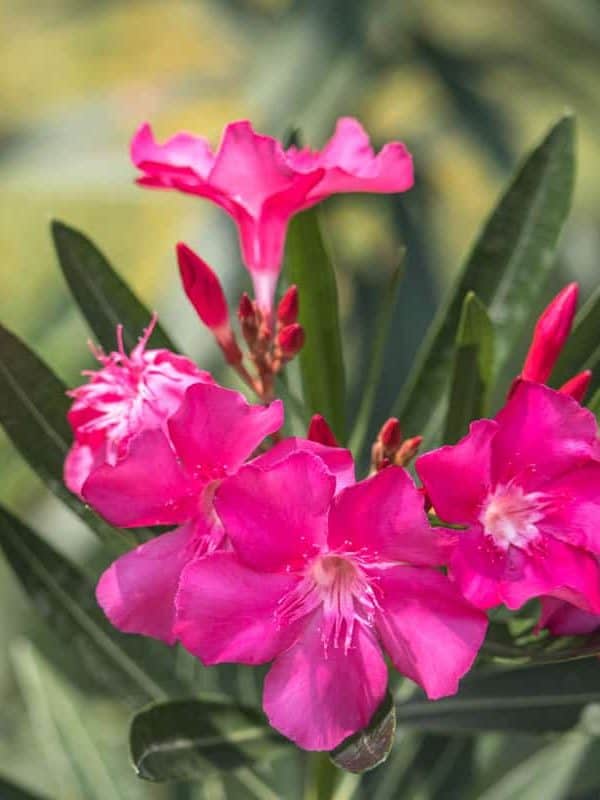 Oleander with bright purple leaves blooming in the garden