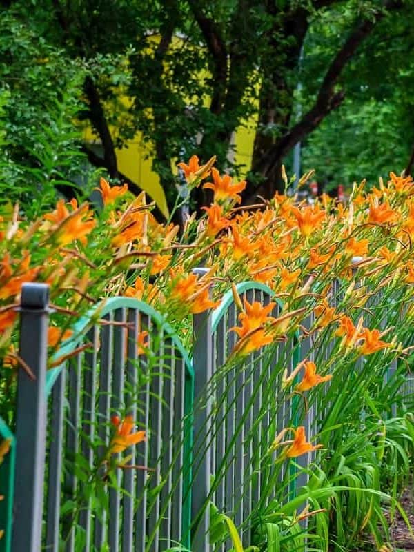 Orange lilies grow behind a small blue metal fence. Next to the sidewalk. Turned to one side.