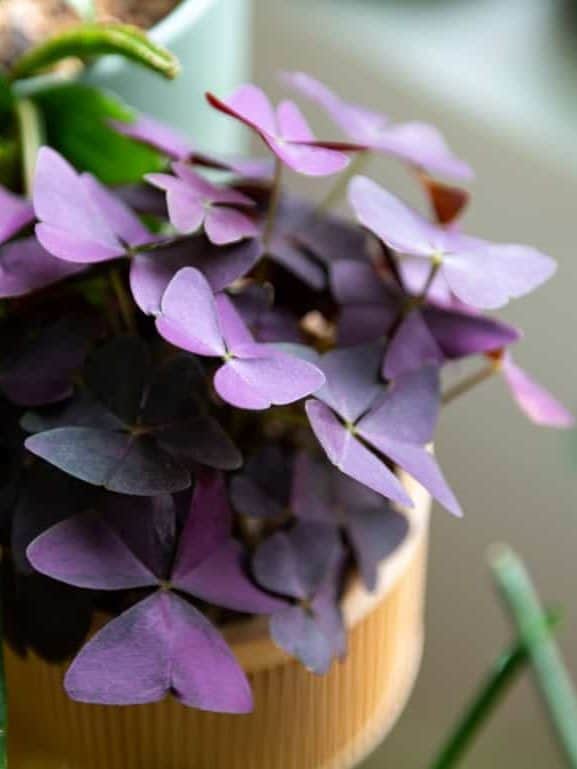 Purple oxalis (Butterfly Plant)