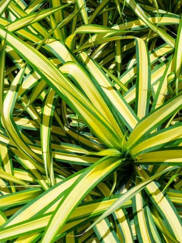 Pattern of plant names Carex Morrowii Ice Dance, also known as Japanese Variegated Sedge Grass and Carex Ice Dance, is an evergreen sedge with sharp, long, green leaves with white edges