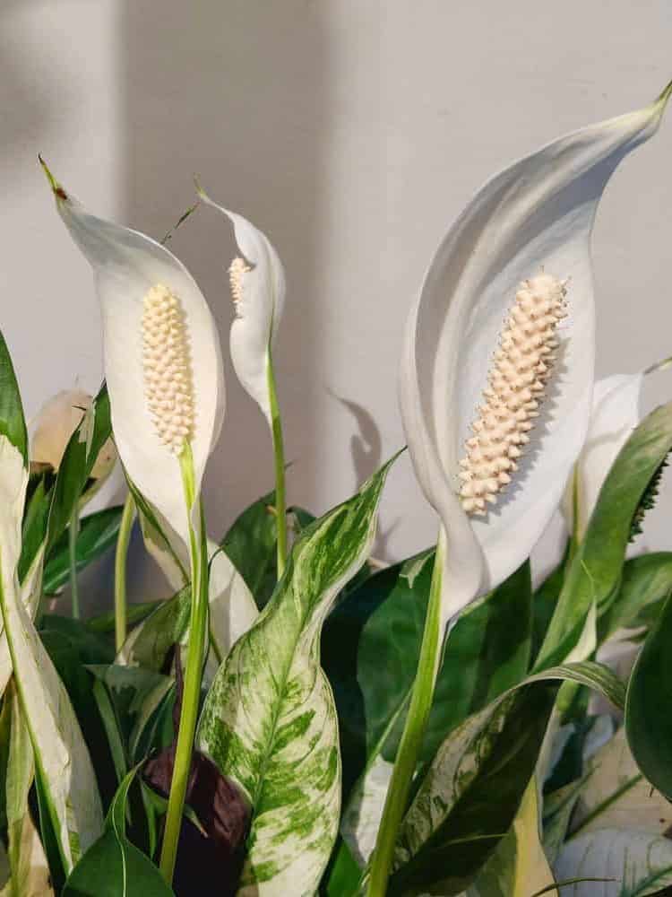 Blooming white peace lily
