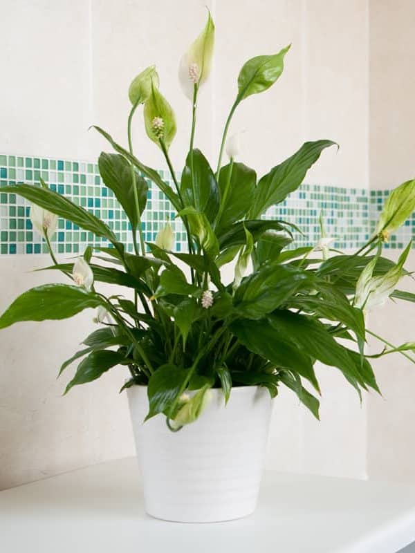 Peace lily placed indoor for decorative purpose