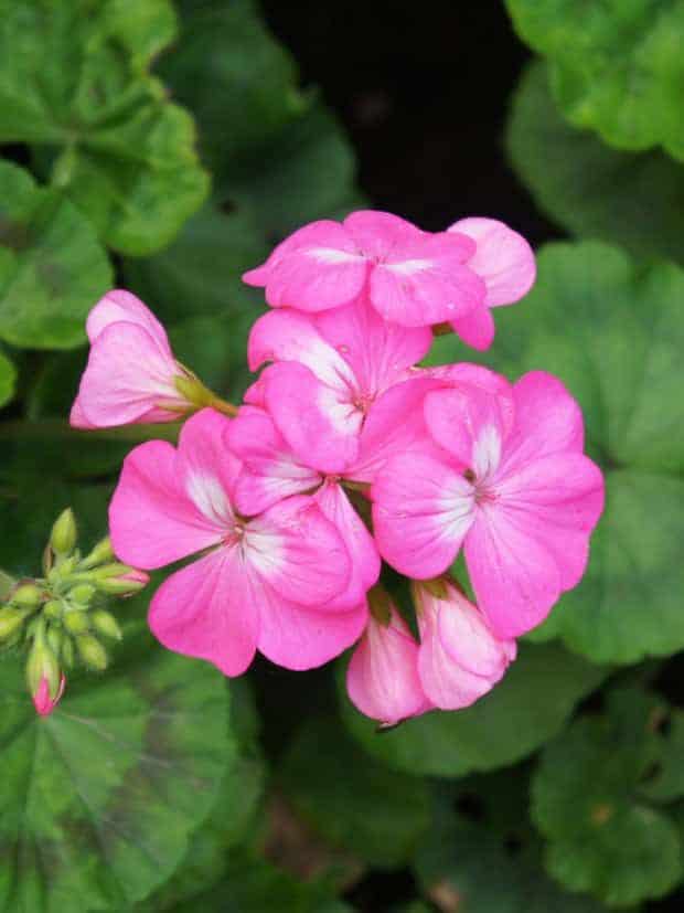 Pinto pink zonale geranium or pelargonium
