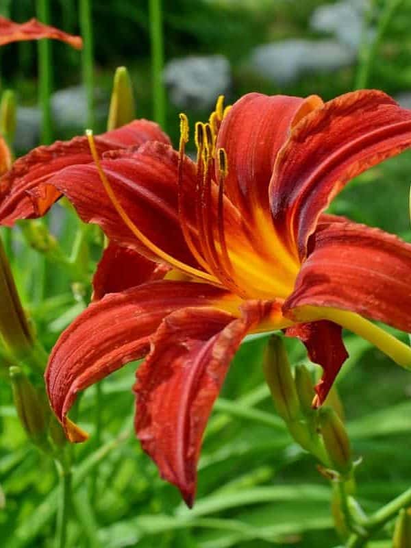 Red with yellow throated daylily in a summer sunny garden close-up