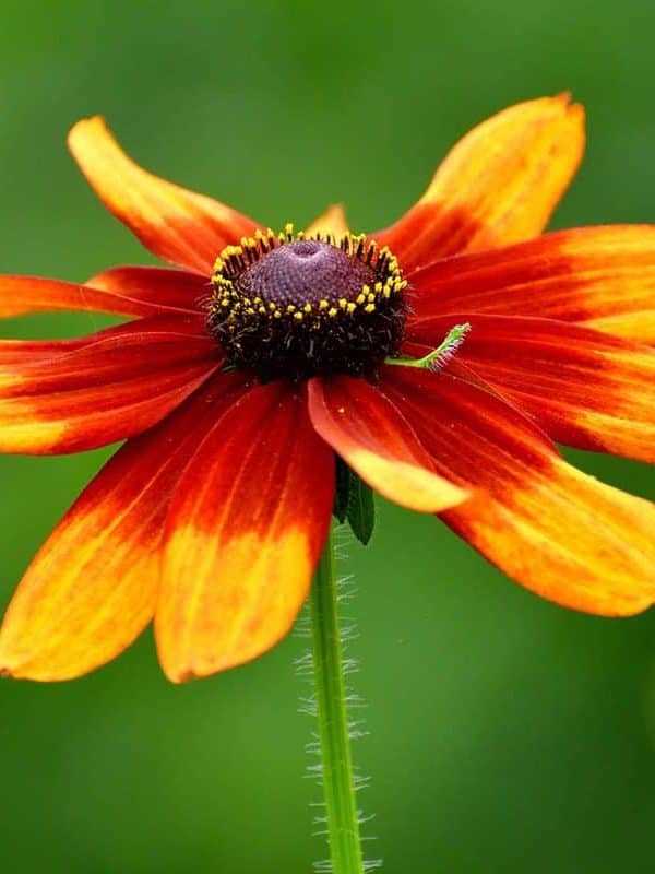Rudbeckia, which is commonly called Black-eyed Susan