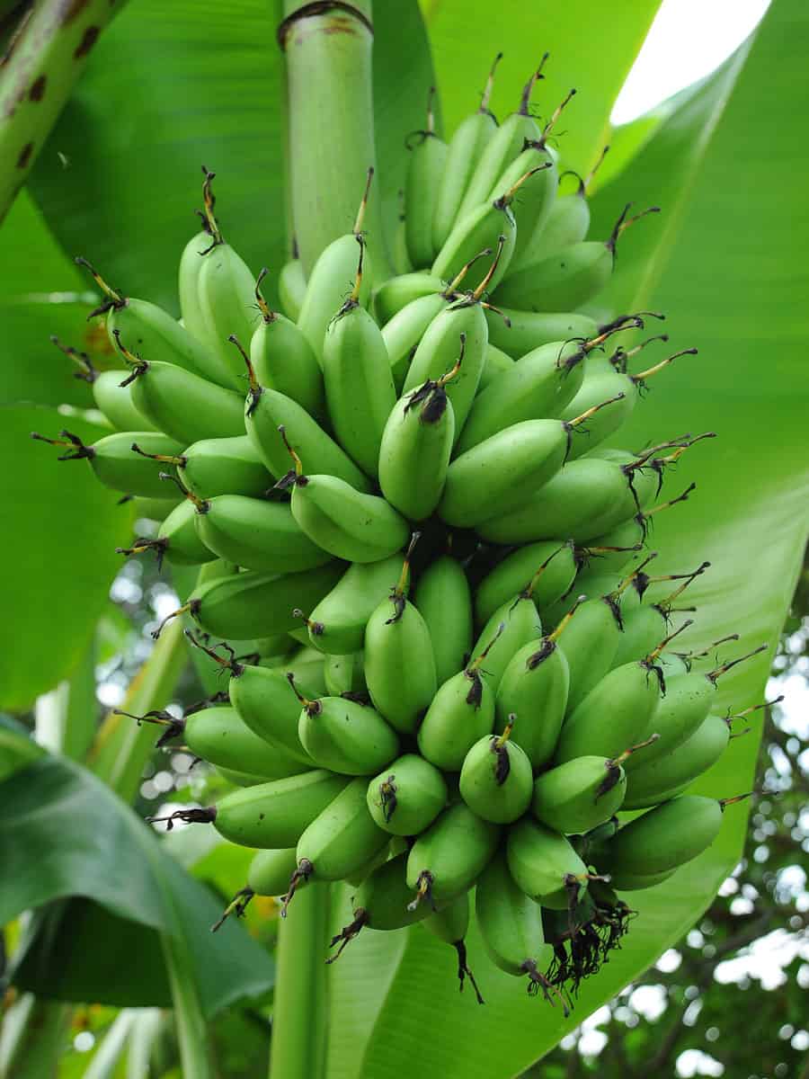 Unripe Saba banana 