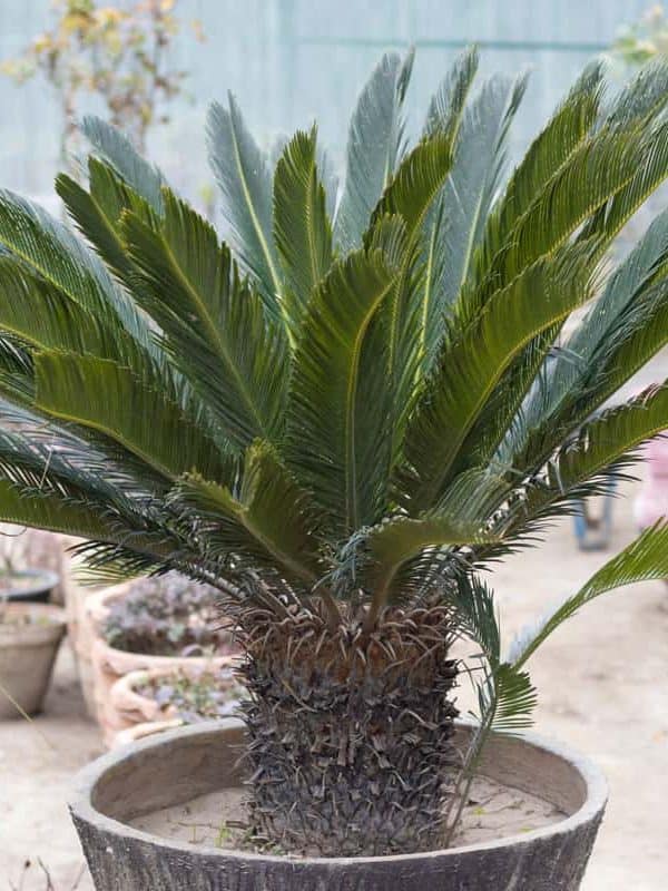 Sago palm planted on a small concrete pot