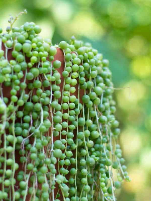 Beautiful string of pearls plant