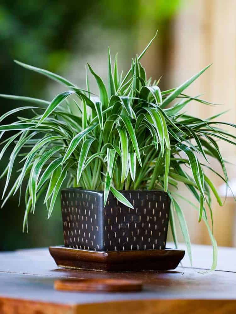 A beautiful spider plant