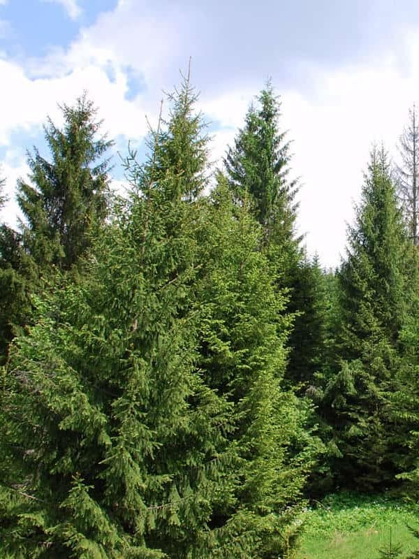 Tall and lush Norway spruce trees