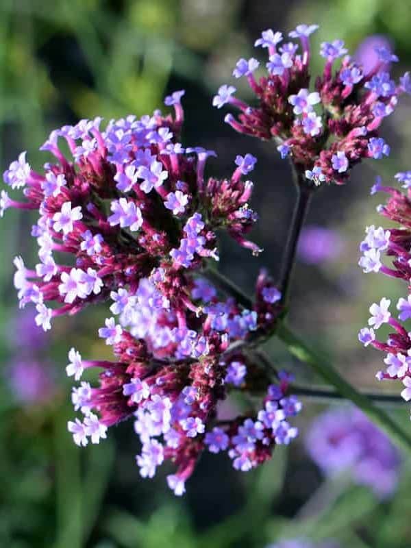 Gorgeous verbena flowers photographed at the garden