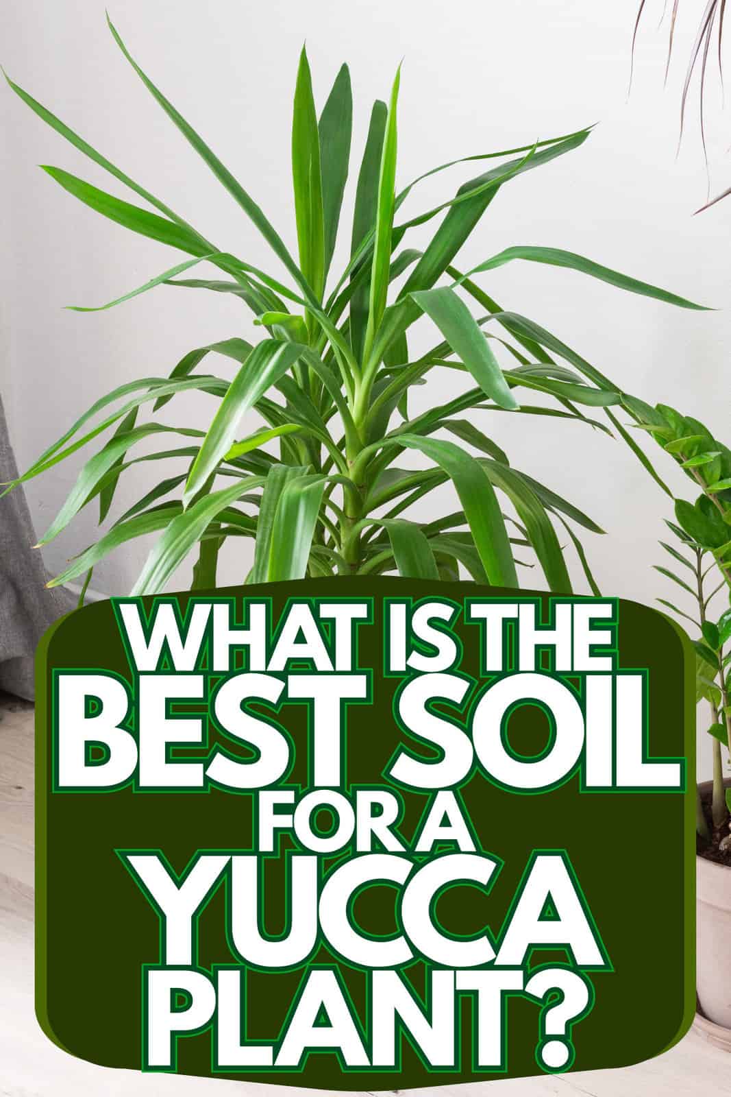 What Is The Best Soil For A Yucca Plant?