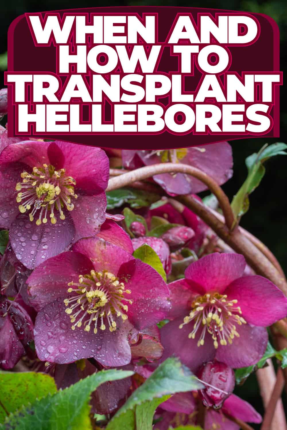 When And How To Transplant Hellebores