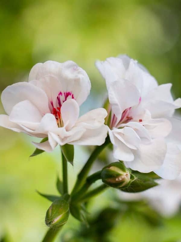 Blooming white geranium blooming brightly in the garden