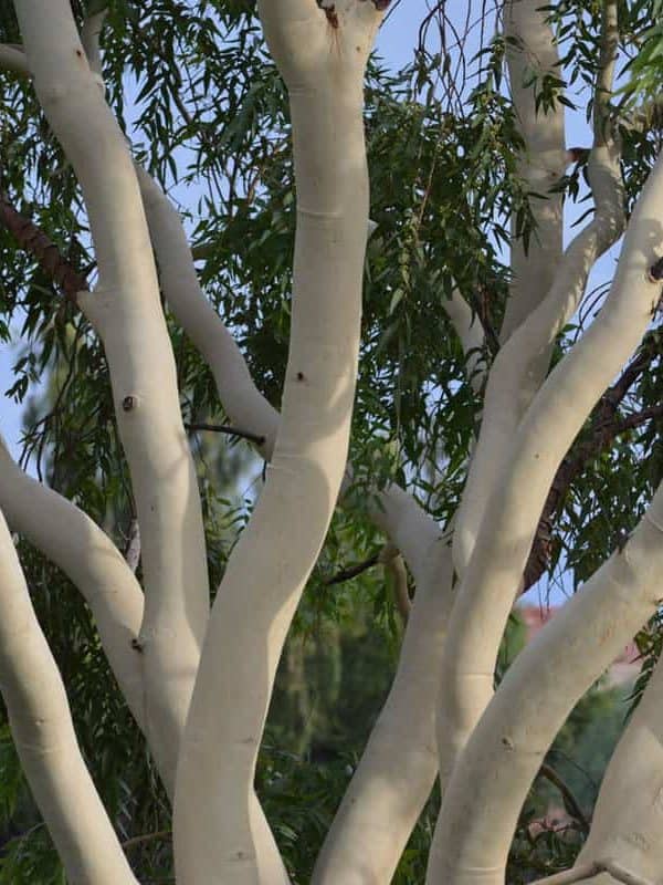 White Ghost Eucalyptus