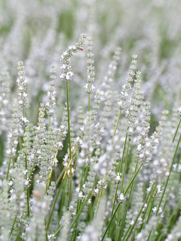 Gorgeous white lavender flower