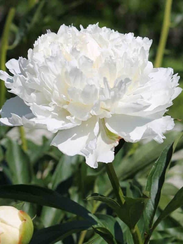 A gorgeous white Peony photographed in the garden