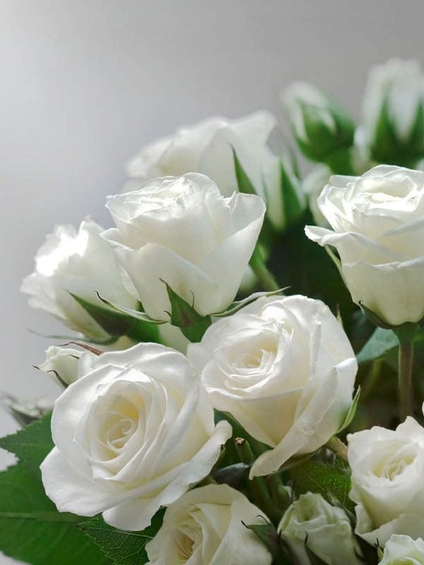 Stunning beautiful white rose 