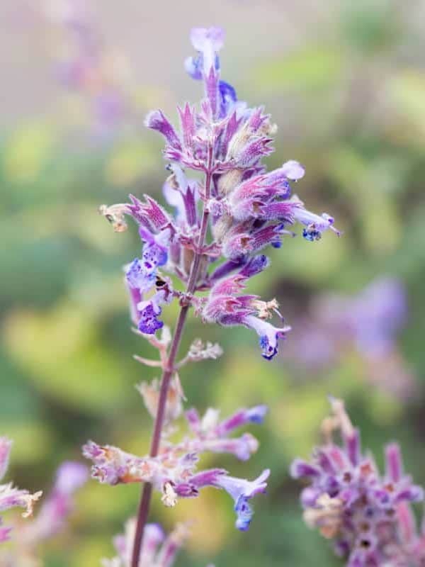 White and purple blooming Catnip herbal medicine