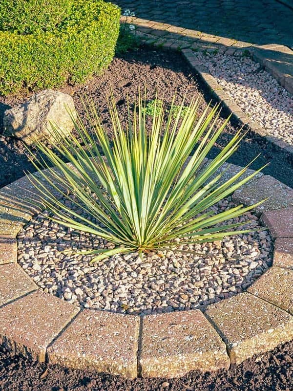 Yucca filamentosa plant in a garden
