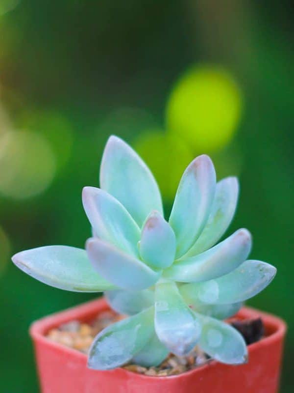 echeveria opalina succulent plant that drought
