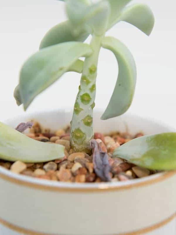 echeveria wide space out leaves get