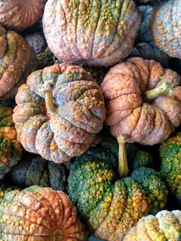Colourful Black Futsu squashes photographed in great detail