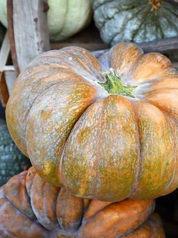 Musquee de Provence pumpkins 