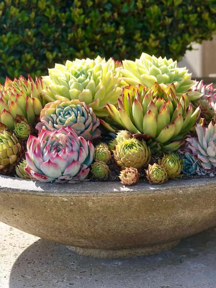 A bowl full of succulents 