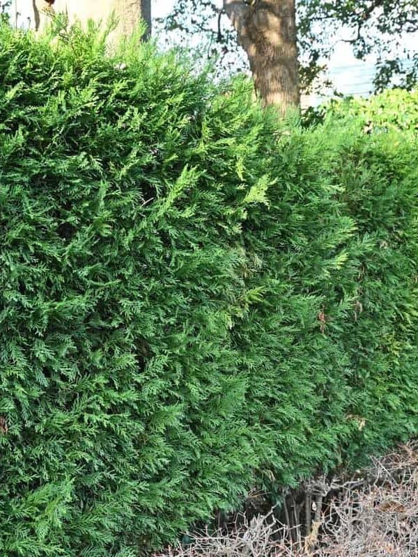 A hedge of leyland cypress