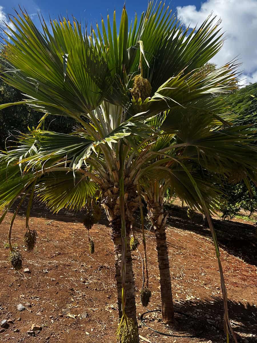 Buccaneer Palm