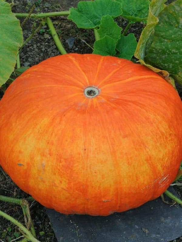 Pumpkin 'Rouge Vif D'Etampes' (Cucurbita maxima) Growing in a Vegetable