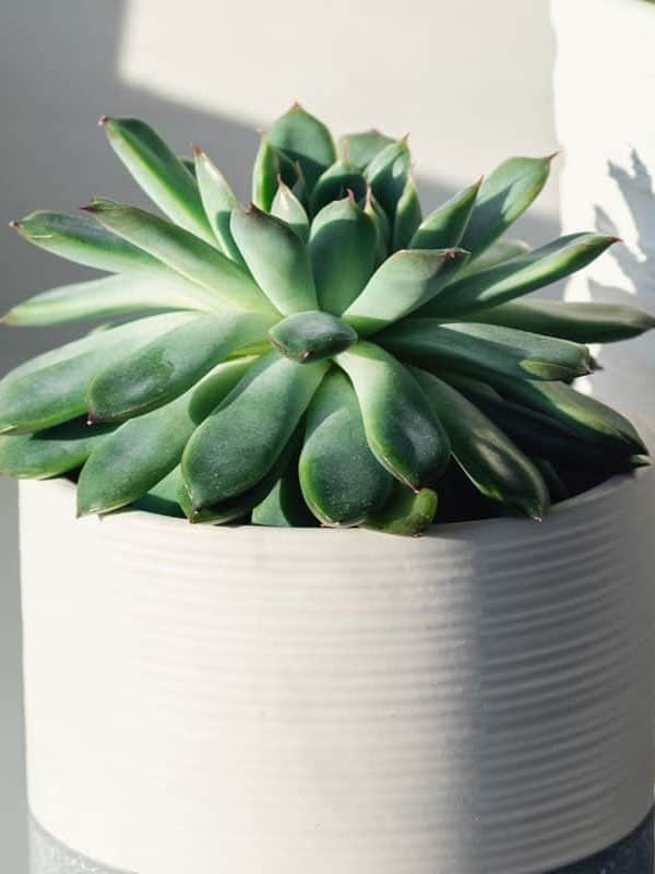 succulent ceramic pots potted cactus house
