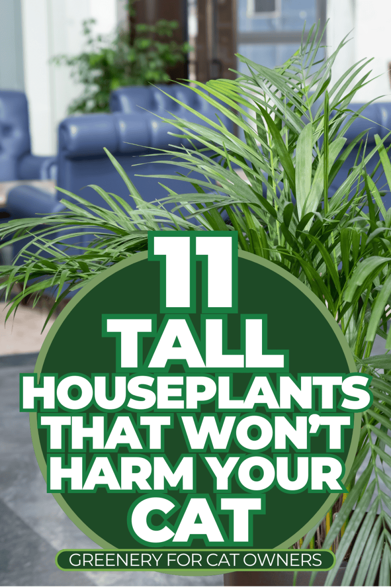 11 Tall Houseplants That Won't Harm Your Cat—Greenery for Cat Owners