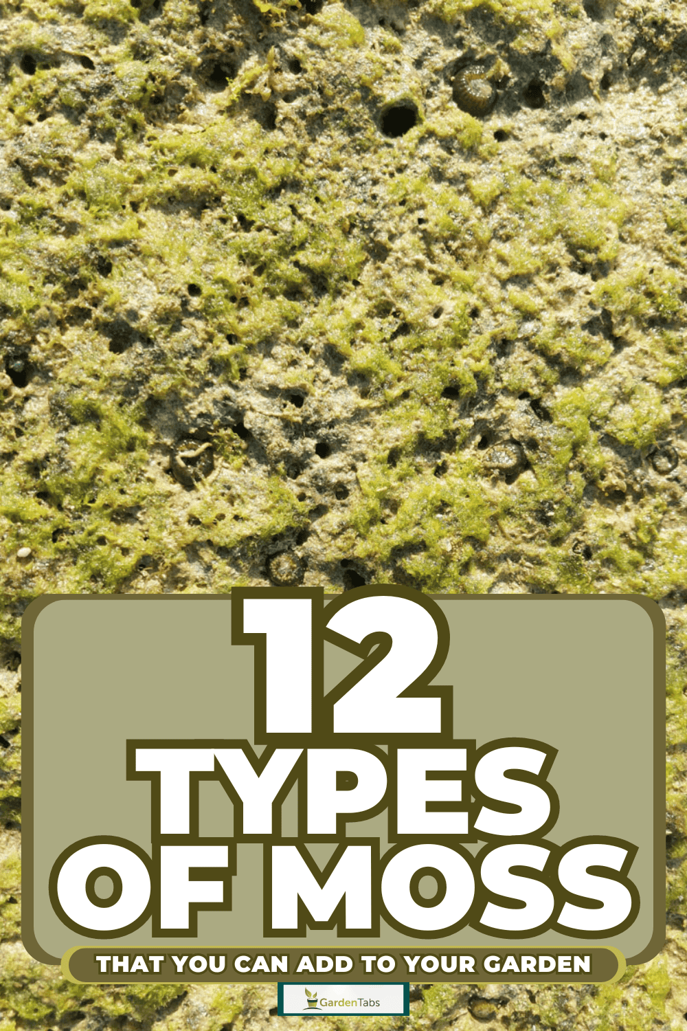 12 Types Of Moss That You Can Add To Your Garden