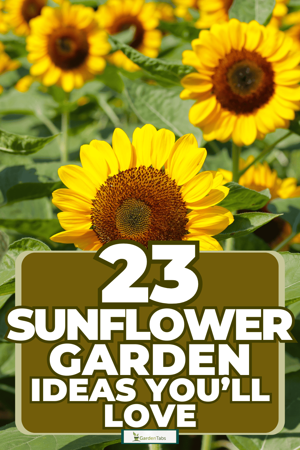 23 Sunflower Garden Ideas You’ll Love