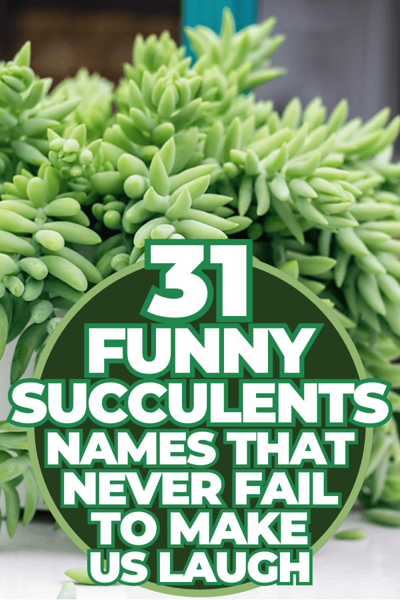 31 Funny Succulents Names That Never Fail to Make Us Laugh