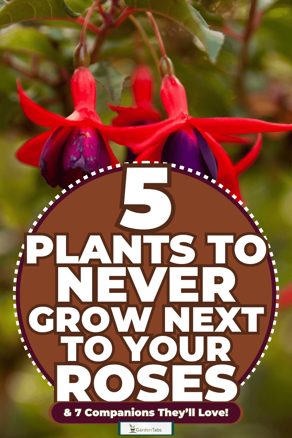 5 Plants To NEVER Grow Next To Your Roses & 7 Companions They’ll Love!