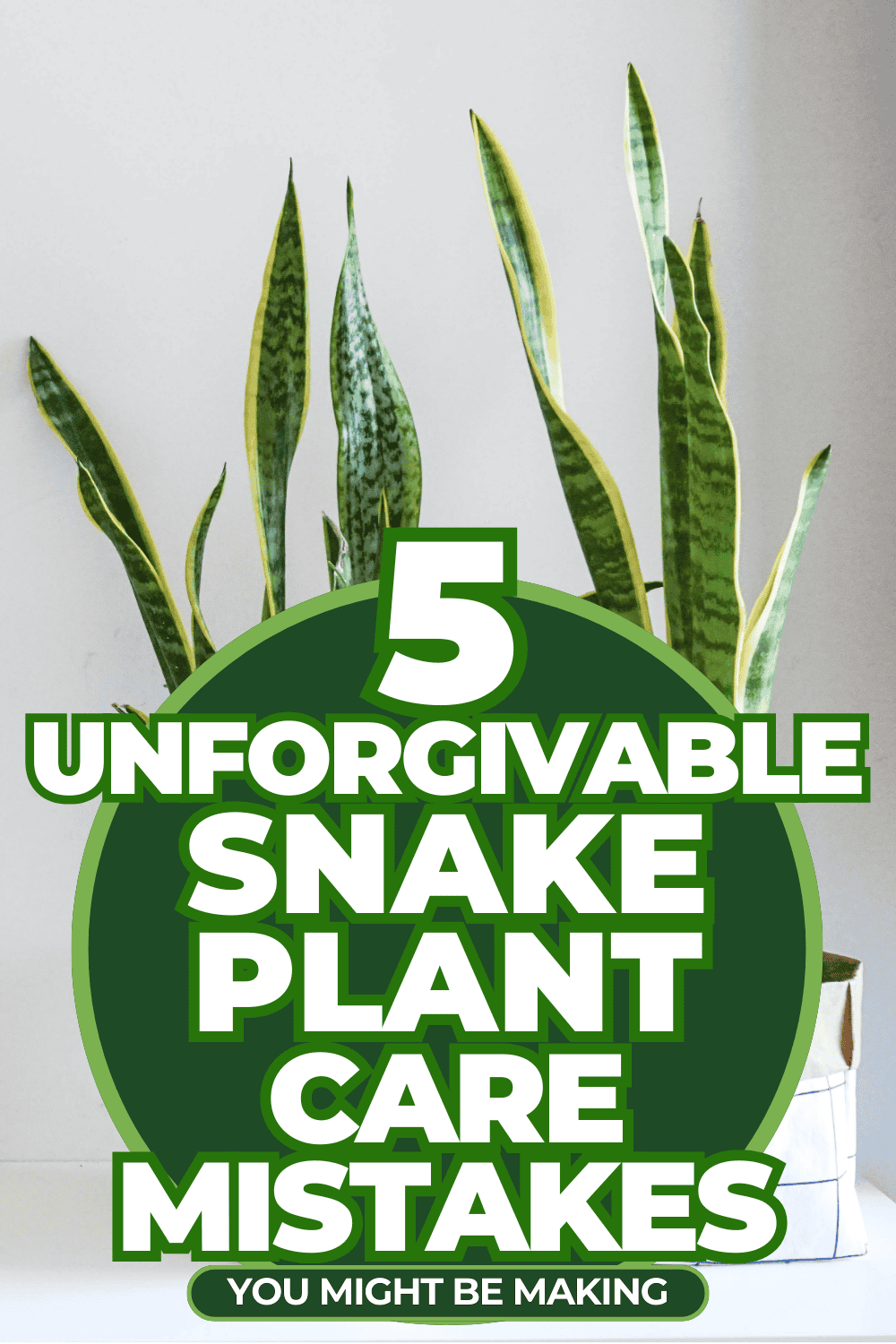 5 Unforgivable Snake Plant Care Mistakes You Might Be Making
