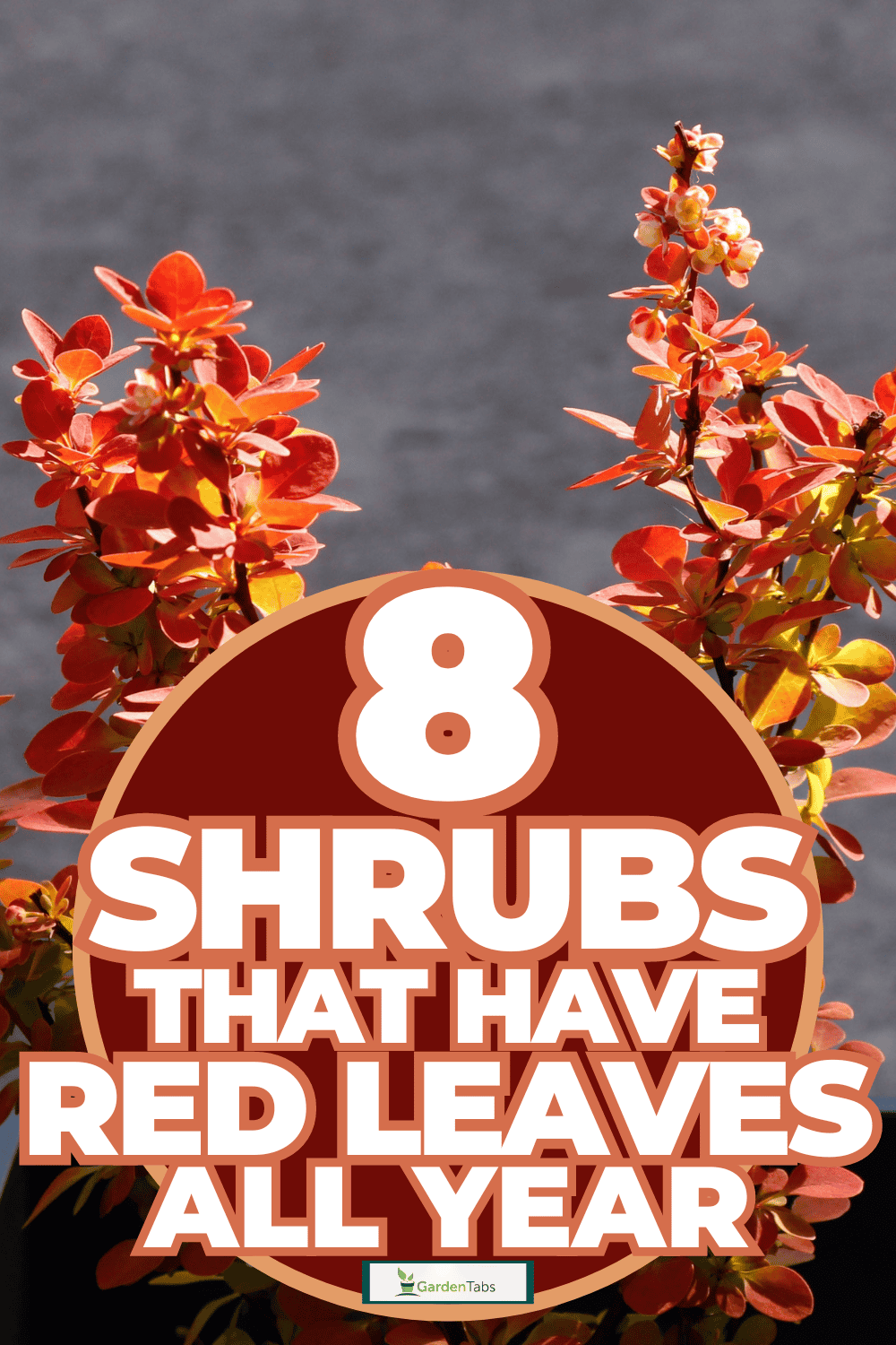 8 Shrubs That Have Red Leaves All Year