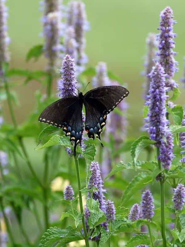 A Black Swallowtail Butterfly Feeds on Anise Hyssop in my herb garden.