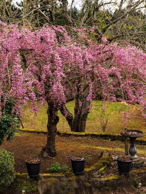 A beautiful pink weeping cherry tree in a garden