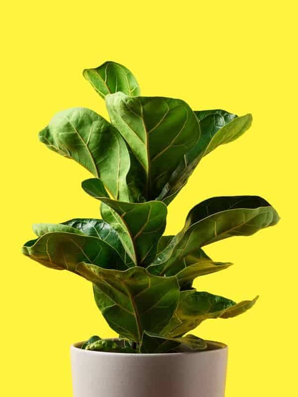 A big fiddle leaf tree on a gray ceramic pot with a yellow background