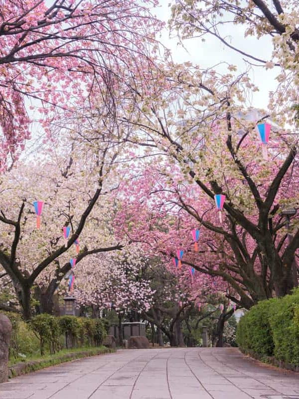 A park filled with weeping cherry trees at a park