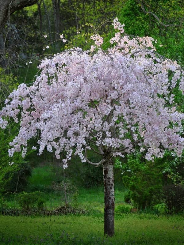 A tall weeping cherry tree photographed at a park