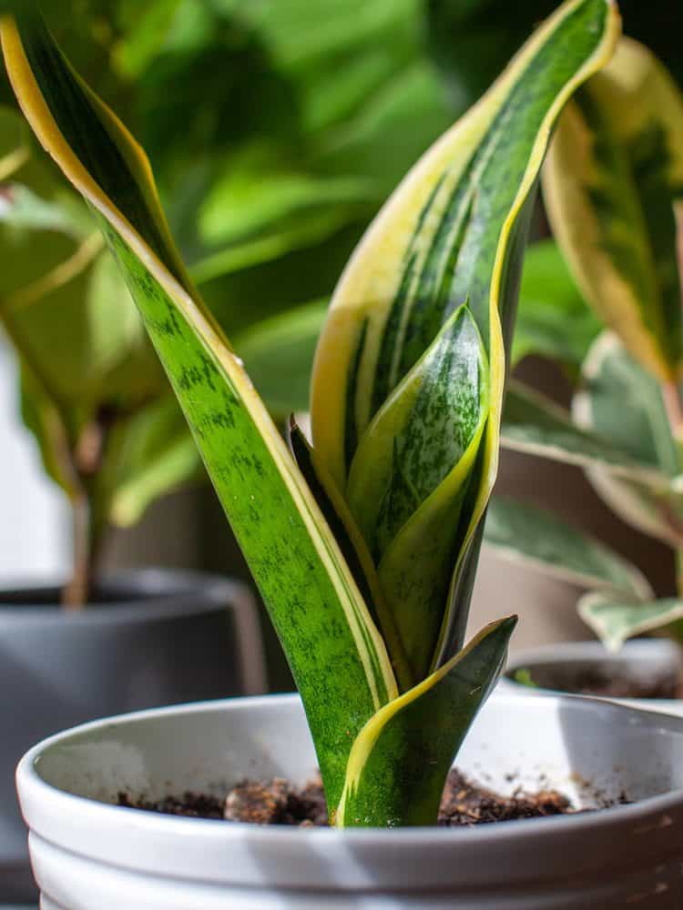 A young growing snake plant (Dracaena trifasciata, Mother-in-Law's Tongue) sits in a small white pot as a houseplant by a window with new leaves sprouting up