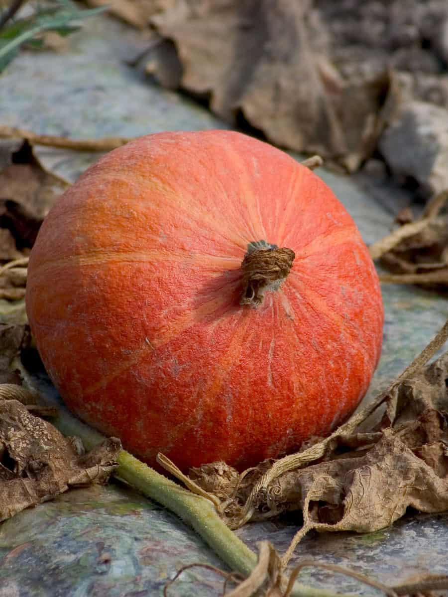 Ash ground pumpkin