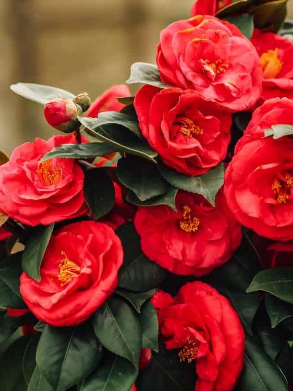 Beautiful red camellia flowers in full bloom with faded grunge effect